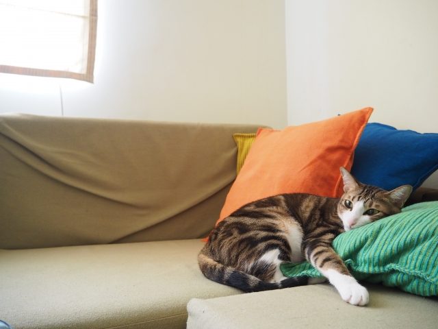 ソファの上で寛ぐネコ・イメージ