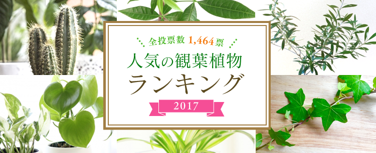 アイリスガーデニングドットコム・人気の観葉植物ランキング2017