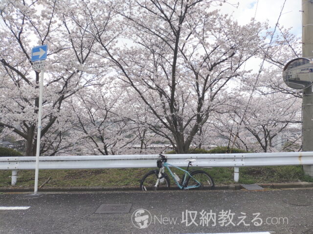 河内長野市美加の台の桜