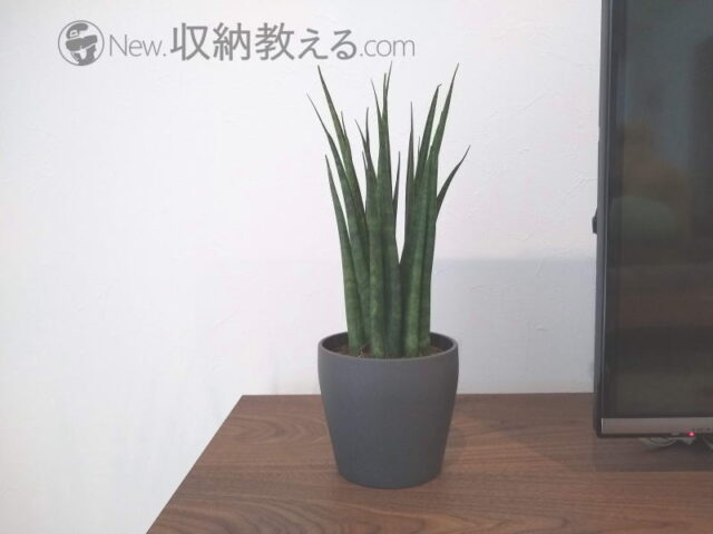 IKEAで買ったサンスベリアの鉢植え
