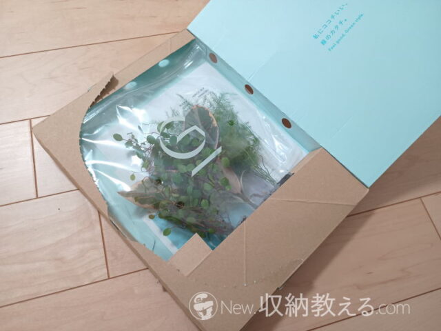 ネコポスで届いた&Green／土を使わない観葉植物3個セット