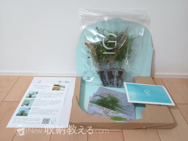 &Green／土を使わない観葉植物3個セットの中身