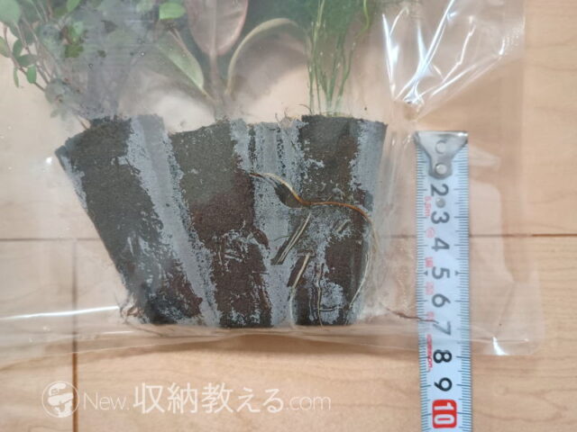 &Green／土を使わない観葉植物のパフカルの高さは約7cm
