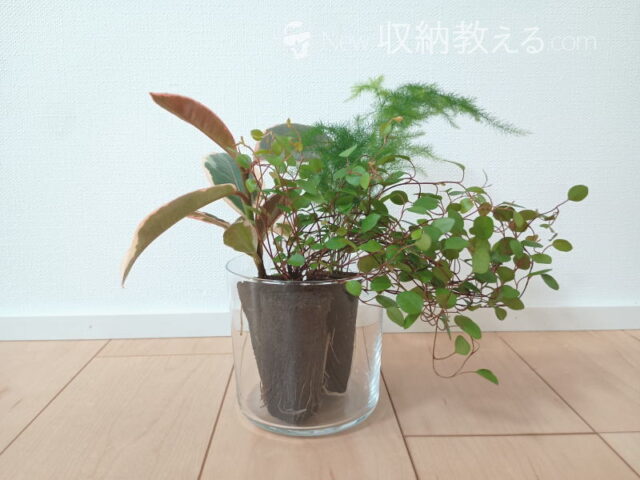 &Green／土を使わない観葉植物をグラスに寄せ植えしてみた