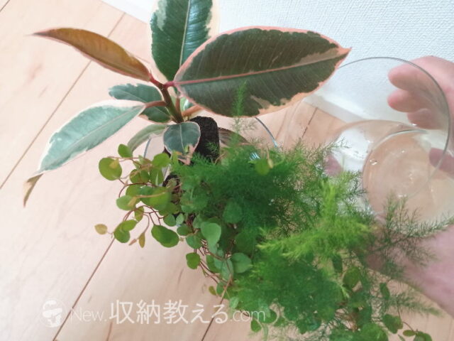 &Green／土を使わない観葉植物に高さ1/3程度を目途に注水