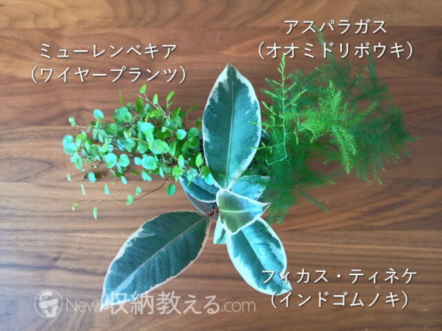 &Green／土を使わない観葉植物3個セット…ミューレンベキア、アスパラガス、フィカス・ティネケ
