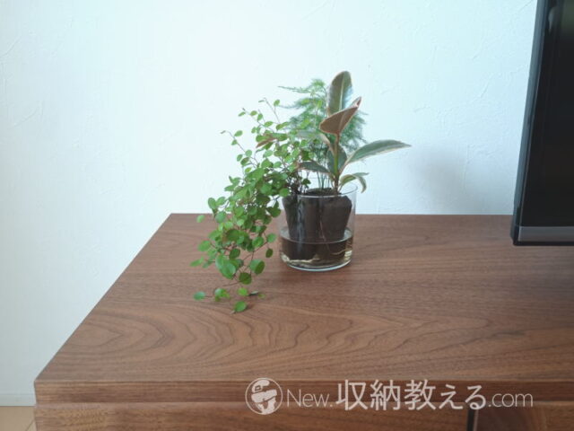 &Green／土を使わない観葉植物3個セットを育てて1週間後